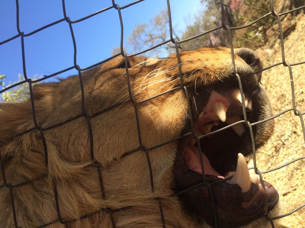 Nkulu, a 20-month old lion who LOVES attention!