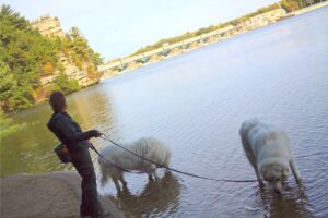 Christy and her Dogs