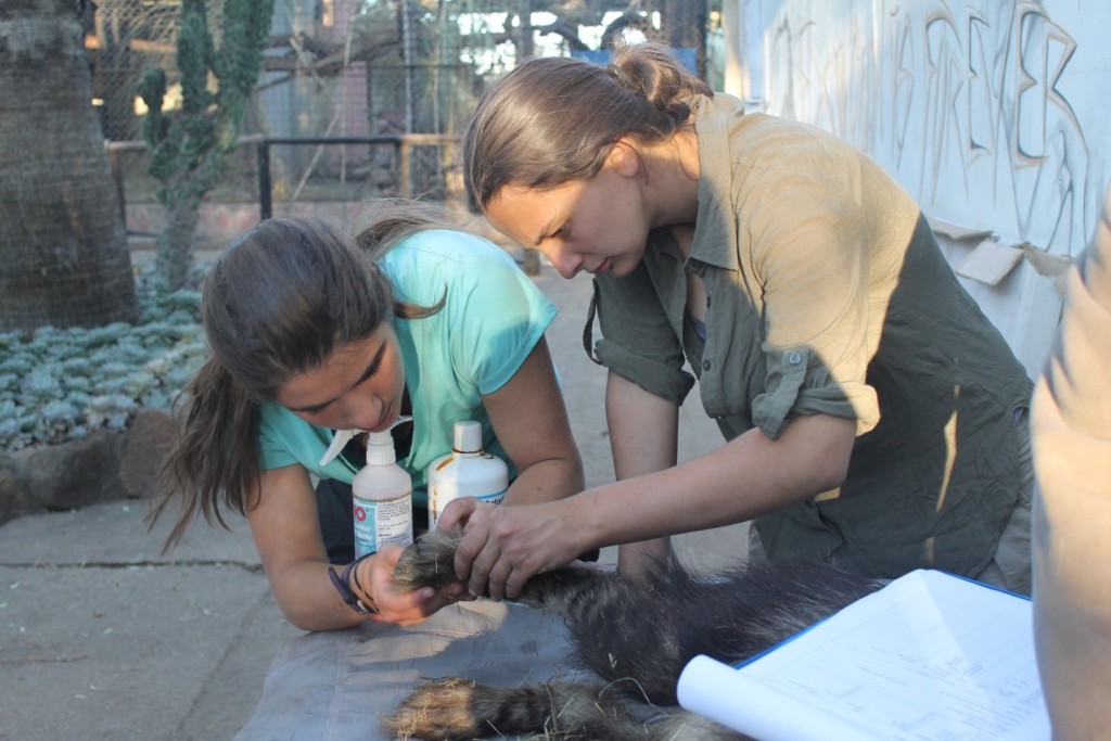 Helping with a sedated Hyena.