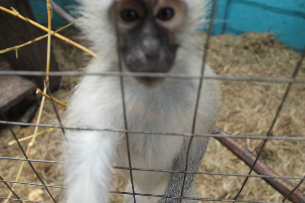 One of the young Vervet Monkeys reaching for Erin's camera.