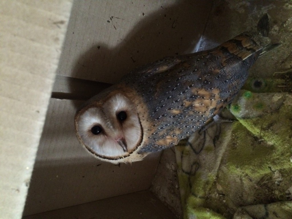 One of the 3 bary Barn Owls we hand fee 3 times a day. Ther are getting so big and now just starting to fly!